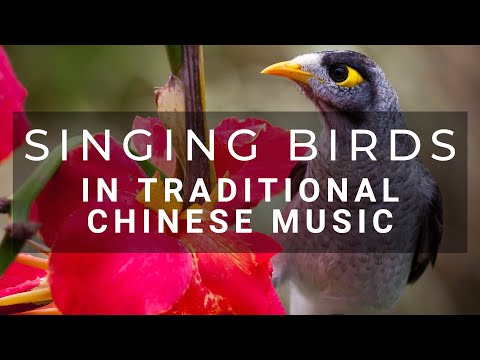 Singing Birds in Traditional Chinese Music HD 1 Hour
