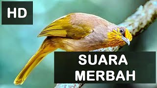 Download lagu SUARA PIKAT BURUNG MERBAH | MERBAH JAMBUL |MERBAH KUNING | MERBAH MATA MERAH | MERBAH LEKIR mp3