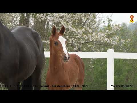 Lot 13: Hengstfohlen v. Floriscount x Fürstenstern
