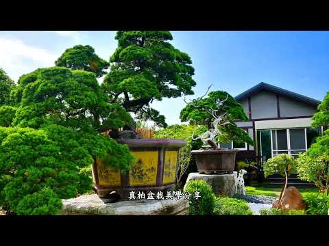 柏鄉園 Botown Bonsai Nursery ~ 2022花鄉田尾迎賓祭盆景藝術主題分享業者