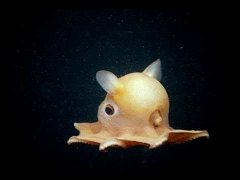 The Cutest Octopus
