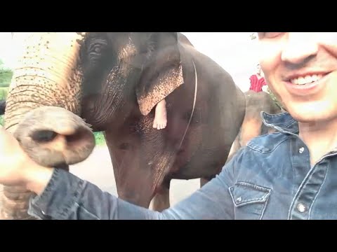 The Wings of the Dawn