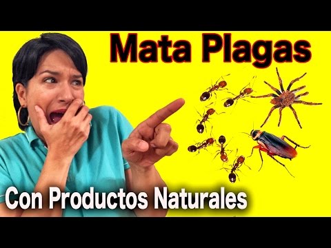 Acaba Con Las Plagas Usando Productos Naturales