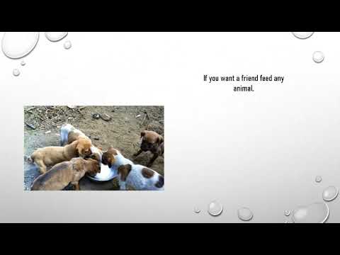 Humanity Towards Street Dogs