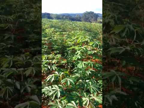 Plantação De Mandioca No Município De Pires Do Río Goiás!