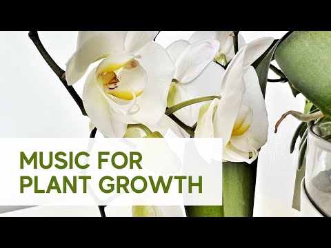 Music for Plants Growing, Overall Health & Happiness; Plant Growth Music