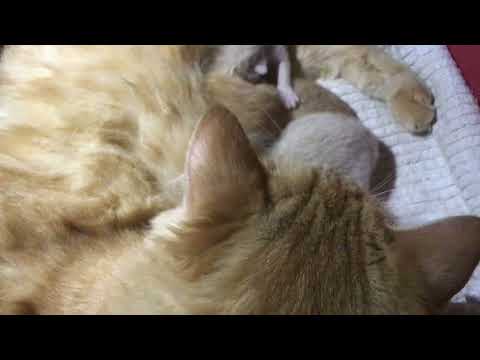 Malak Got Kittens Day 1: Named Them!