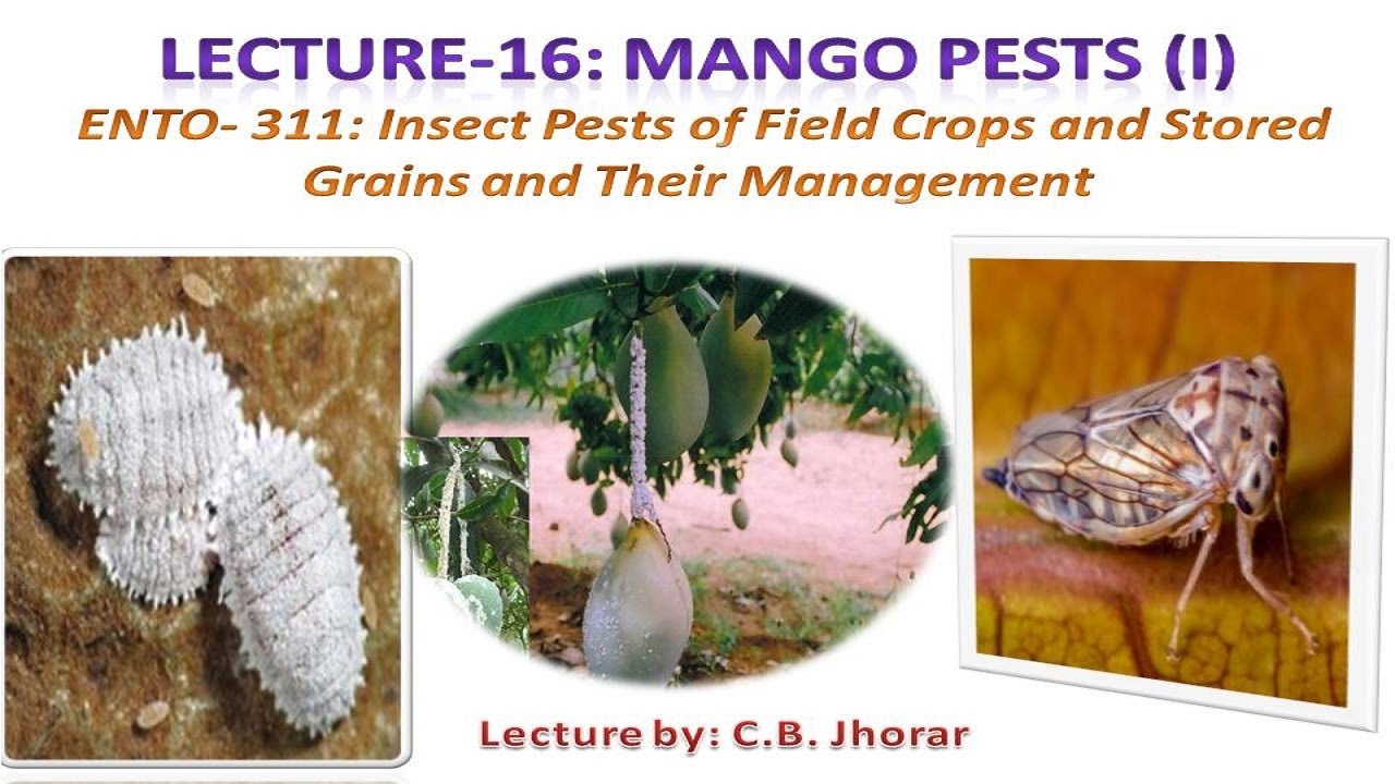 ENTO 311: Lecture 16  Mango Pests (I)