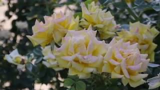 DRAM - Sweet Va Breeze (Music Video)