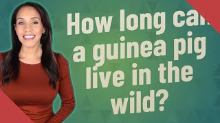 How long can a guinea pig live in the wild?