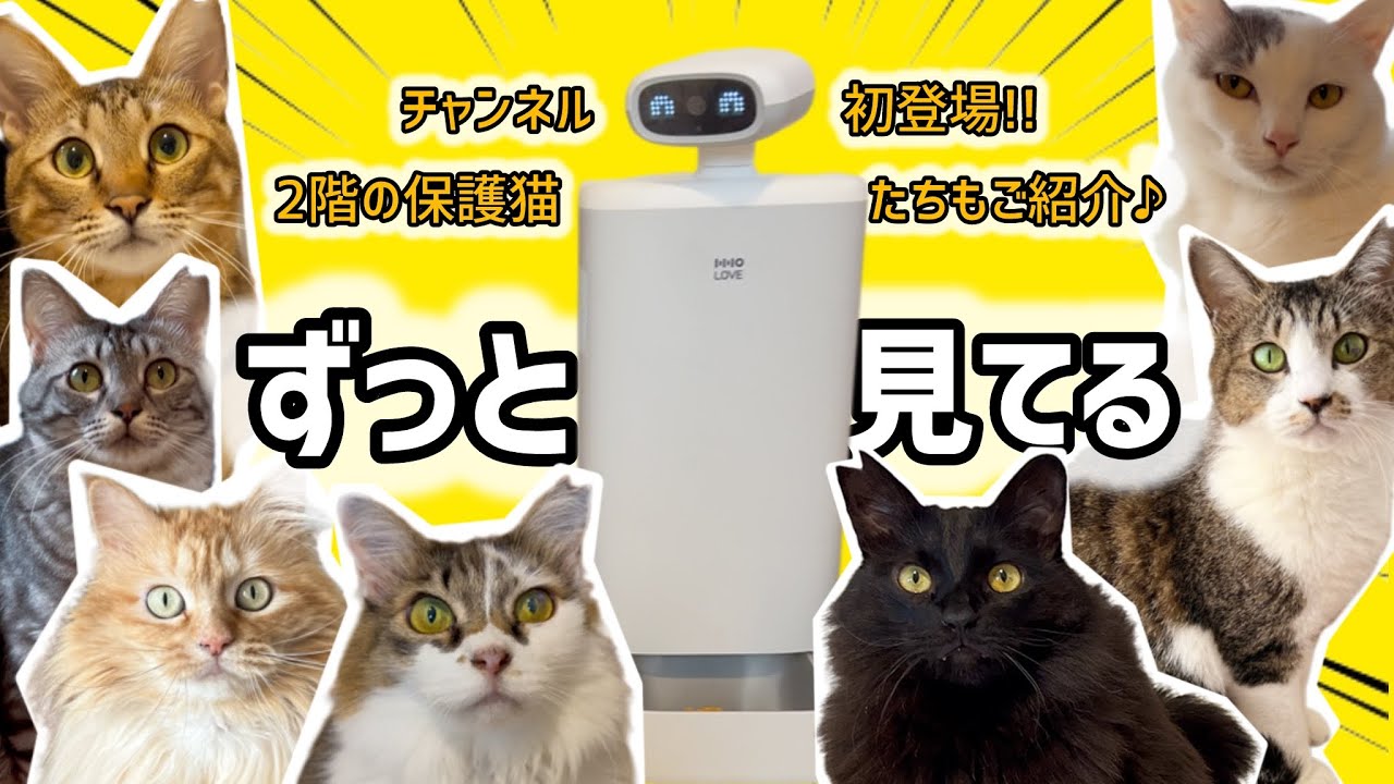 【2階初公開】見守りスマートロボットを2階の保護猫たちに見せたら…【O_SITTER】#家族紹介 #保護猫紹介