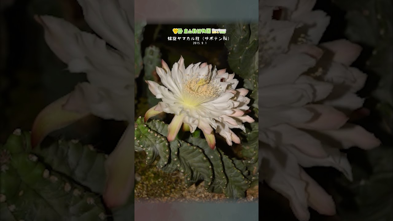 【東山動植物園公式】螺旋ヤマカル柱の開花 《 開花シリーズ　植物園 》