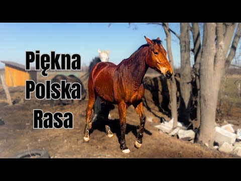 Lesser Poland Horses - Interesting Facts!