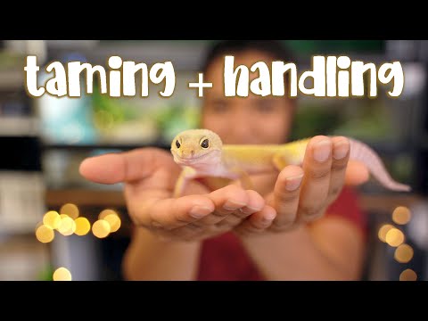 How I TAME and HANDLE my Leopard Gecko