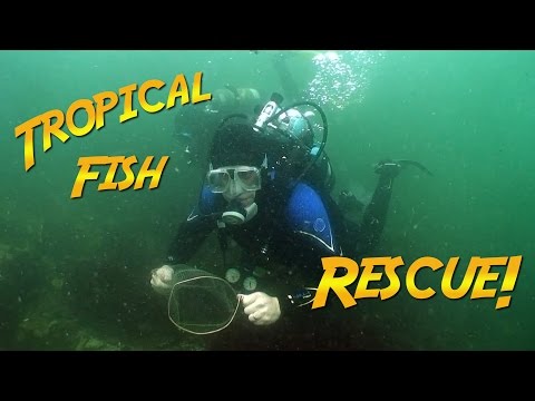 Tropical Fish Rescue | JONATHAN BIRD'S BLUE WORLD