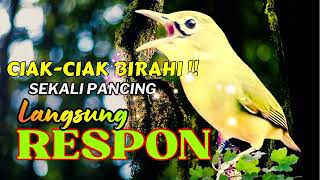 Download lagu Terbukti Ampuh !! Ciak Ciak Betina Kecial Kuning  | Paling Ampuh Naikkan Birahi Cepat! mp3