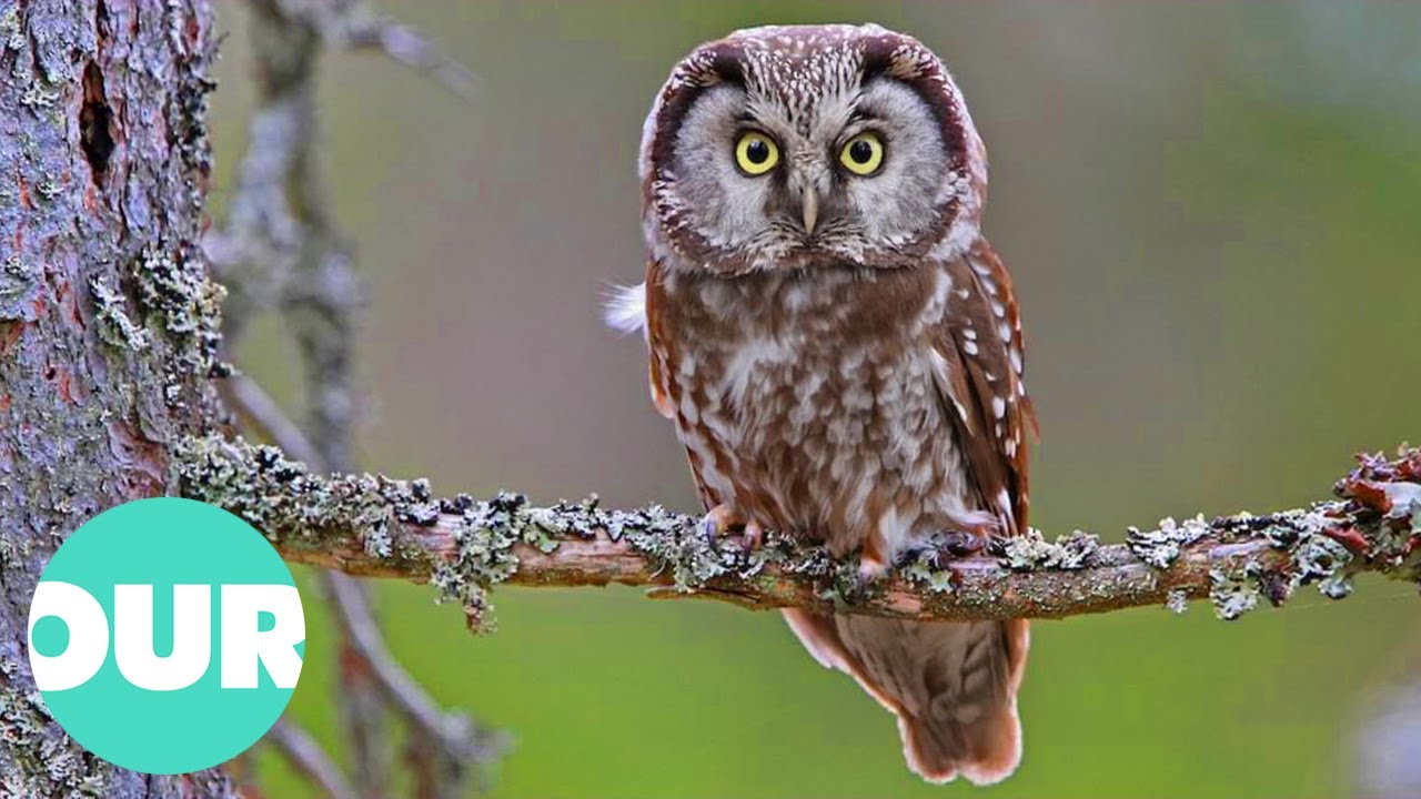 The Enigmatic Tengmalm Owl: A Year-long Journey From Mating Rituals To Changing Seasons