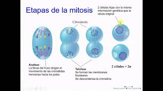 Genética T2A: Ciclo celular y mitosis - Biología Celular y Tisular
