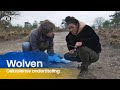 Het Klokhuis ?? Wolven in Nederland