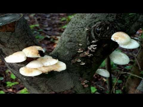 Autumn Netherlands INESSA GALANTE & SERGEJS JEGERS "Stabat Mater" Pergolesi