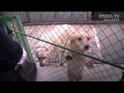 Von Hunden zerfleischt: Wie starb der kleine Ionut?