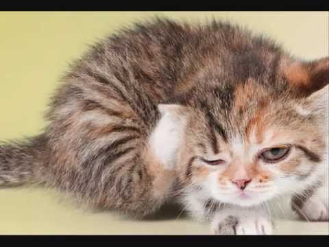 Adorable Kitten With Lazy Eye Sneezes! Cutest Thing I've Ever Seen!