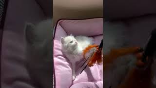 Ragdoll Cats Videos