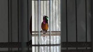 Download lagu Kolibri Ninja Tembakan Lovebird #konin #kolibrininja #kolibri mp3