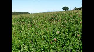 &#39;Crimson and Clover&#39; arranged for string quartet (2025)