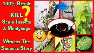 Get Rid of Scale Insects and Mealybugs Without Pesticides, Be the Creator, Sept