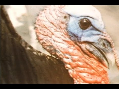 Return of the Wild Turkey (1970)