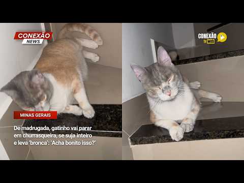 Vídeo: De madrugada, gatinho vai parar em churrasqueira, se suja inteiro e leva ‘bronca’: ‘Acha bonito isso?’