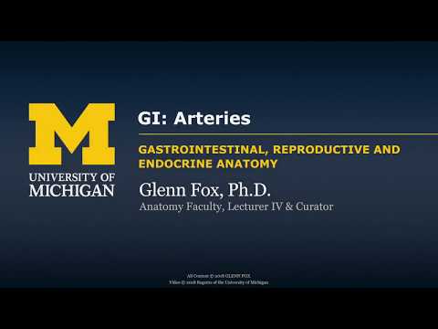 GI: Arteries