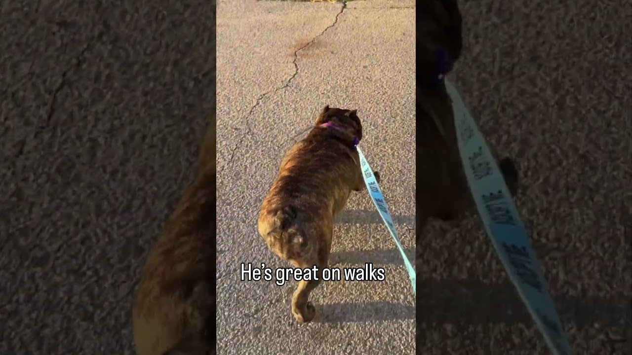 Enlarge Chuckles, a Adoptable American Bully in Los Angeles, CA video 2/2