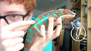 Chameleon Facts