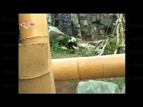 大熊猫 啃 牛羚骨