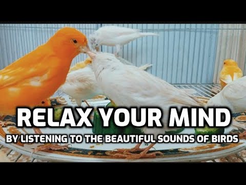 Relax Your Mind: Cat TV Bird Watch - Videos for Cats to Watch Birds and Unwind NEW 2023
