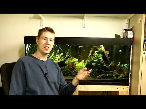 Can You Feed Bread to Aquarium Fish? (And Why You Shouldn't)