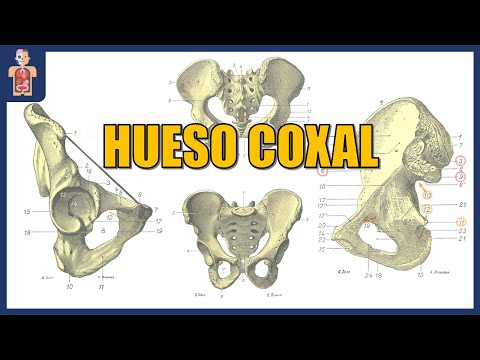 ANATOMÍA - HUESO COXAL