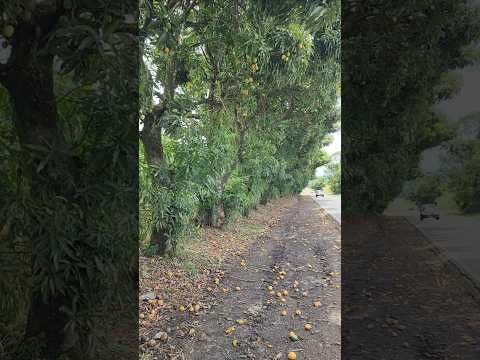 DEUS ABENÇOE QUEM PRANTOU ESTE POMAR DE 🥭 MANGA CARLOPOLIS PR 🇧🇷 #manga #fruit