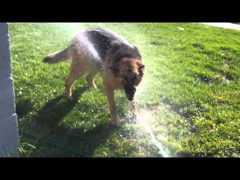 Sprinkler k9