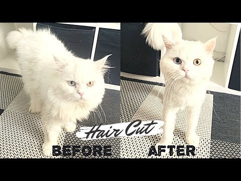 Cat Grooming | Hair Cut | Persian | Snowy