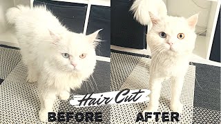 Cat Grooming  Hair Cut  Persian  Snowy