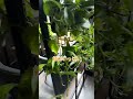 古材家具ブランドパレットハウスジャパン納品事例ユニワールド休憩室♻️