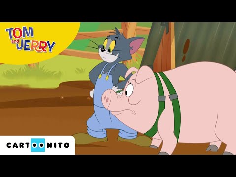 , title : 'Tom & Jerry | En vill grisejakt | Cartoonito | For barn'