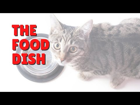 Cat Food Dish Advice | Two Crazy Cat Ladies