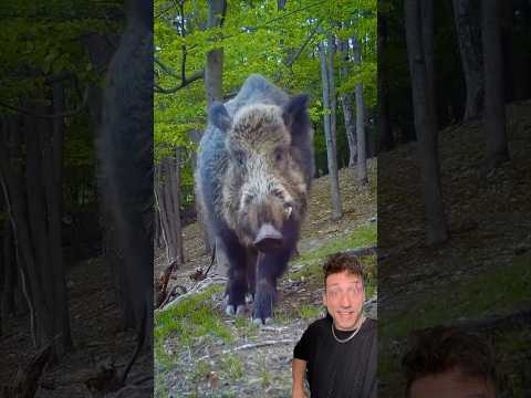 The Wild Boar is a PROBLEM