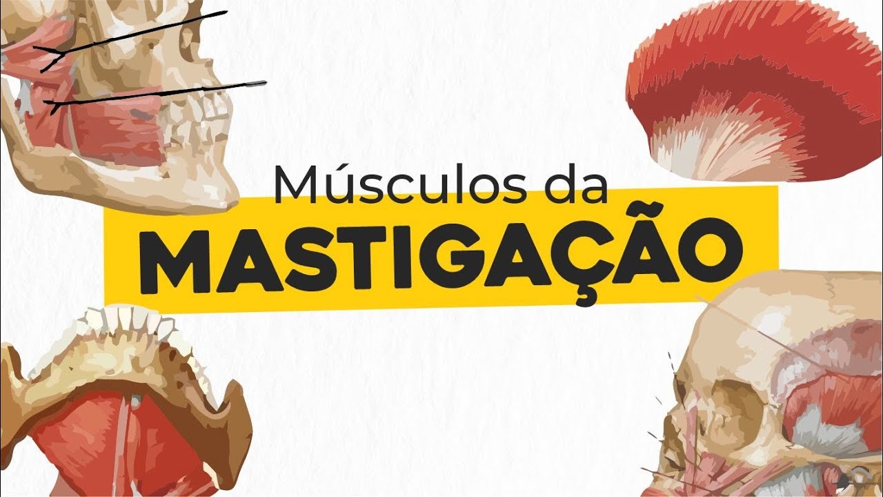 Músculos da Mastigação | ANATOMIA CABEÇA E PESCOÇO