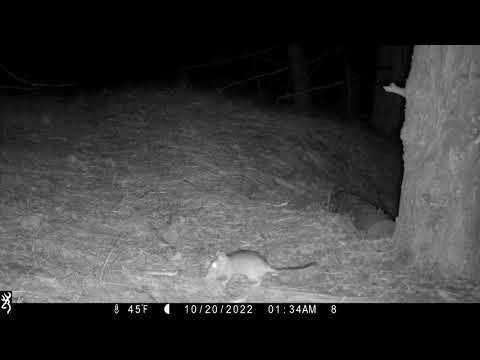 Bushy Tailed Woodrat Wildcat Hills Nebraska