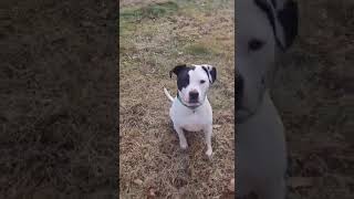 Video preview image #1 American Pit Bull Terrier Puppy For Sale in Spotsylvania, VA, USA